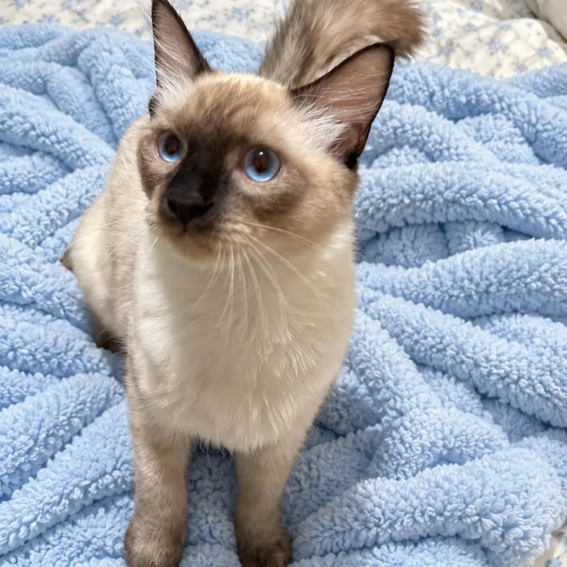 A young medium-sized male Chocolate Point Siamese cat named Jules Choc Pt for adoption in Glendora, CA