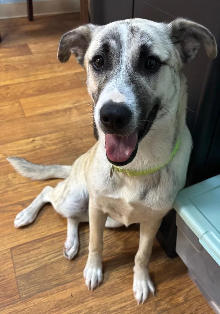 A young large-sized female Mixed Breed dog named Bugatti for adoption in Ocala, FL