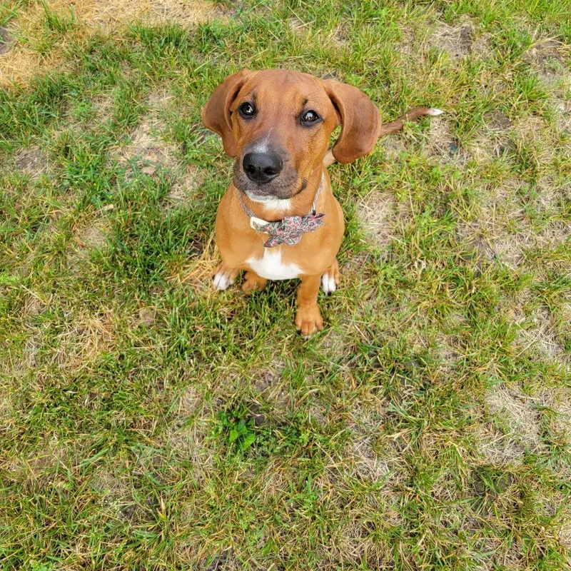 A baby medium-sized female Red / Chestnut / Orange Mixed Breed dog named Francine for adoption in West Olive, MI
