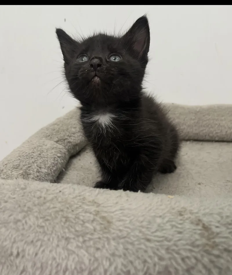 A baby small-sized male Black Domestic Short Hair cat named Mickey for adoption in Paulina, LA