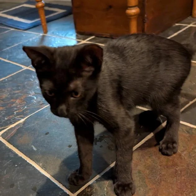 A baby small-sized male Black Domestic Short Hair cat named Mink for adoption in Houston, TX