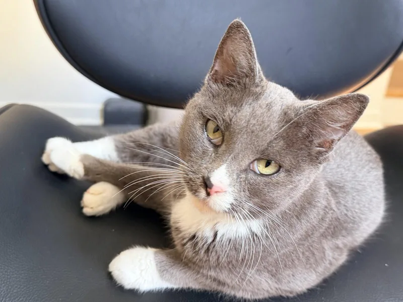 An adult medium-sized female Gray & White Domestic Short Hair cat named Lovie for adoption in Kansas City, MO