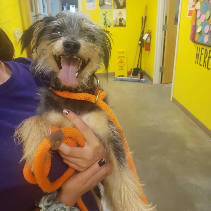 An adult small-sized male Schnauzer dog named Chance for adoption in Ottawa, KS