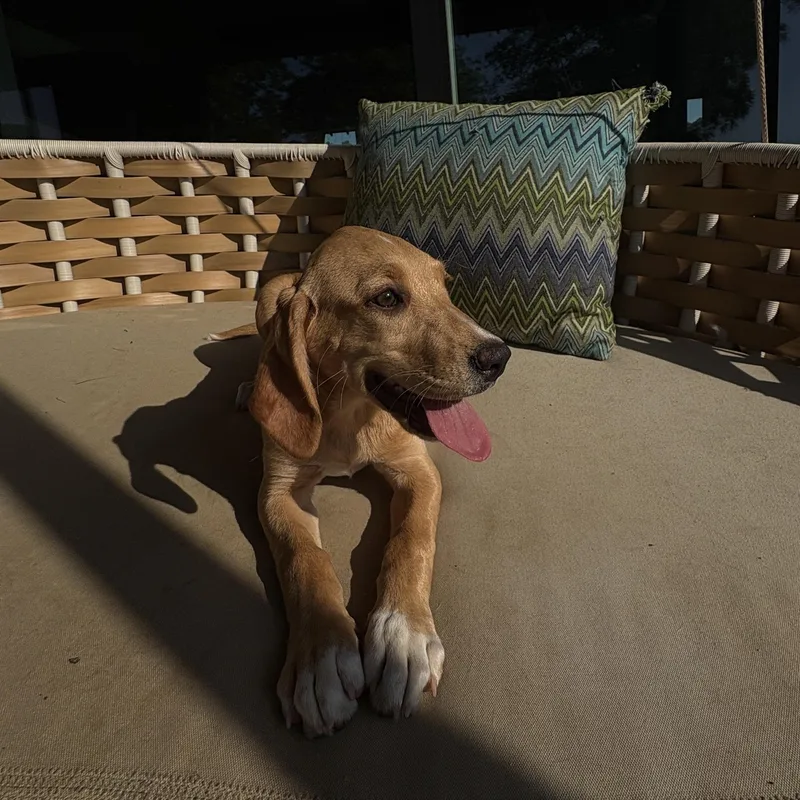 A baby medium-sized female Hound dog named Selma for adoption in Charlotte, NC