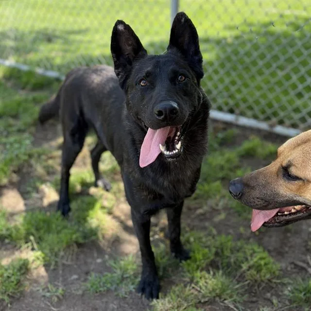 A young large-sized male German Shepherd Dog dog named Ranger for adoption in Modesto, CA