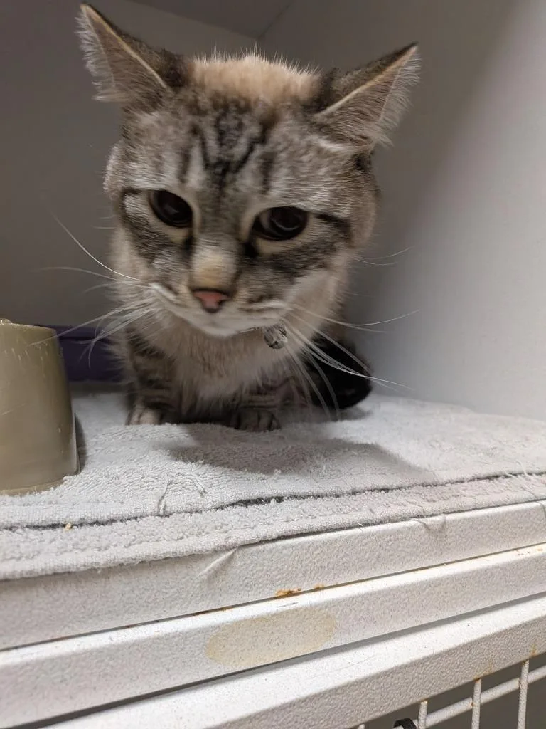 A senior large-sized female Domestic Short Hair cat named Moon for adoption in Huntsville, TX