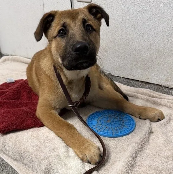 A baby medium-sized male German Shepherd Dog dog named Blaze for adoption in Escondido, CA