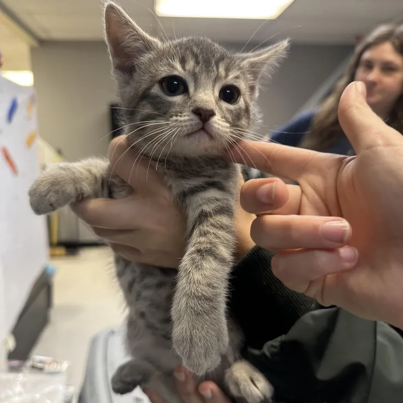 A baby small-sized female Gray / Blue / Silver Domestic Short Hair cat named Gaban for adoption in Philadelphia, PA