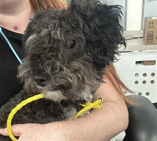 An adult small-sized female Mixed Breed dog named Sake for adoption in Dallas, TX