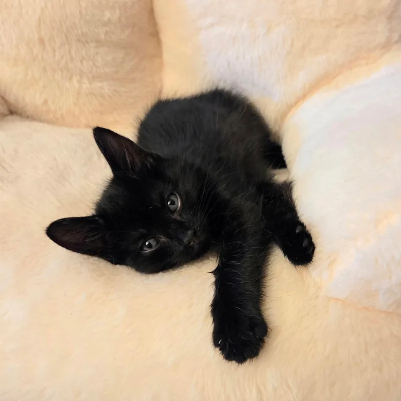 A baby medium-sized female Black Manx cat named Petal for adoption in High Ridge, MO