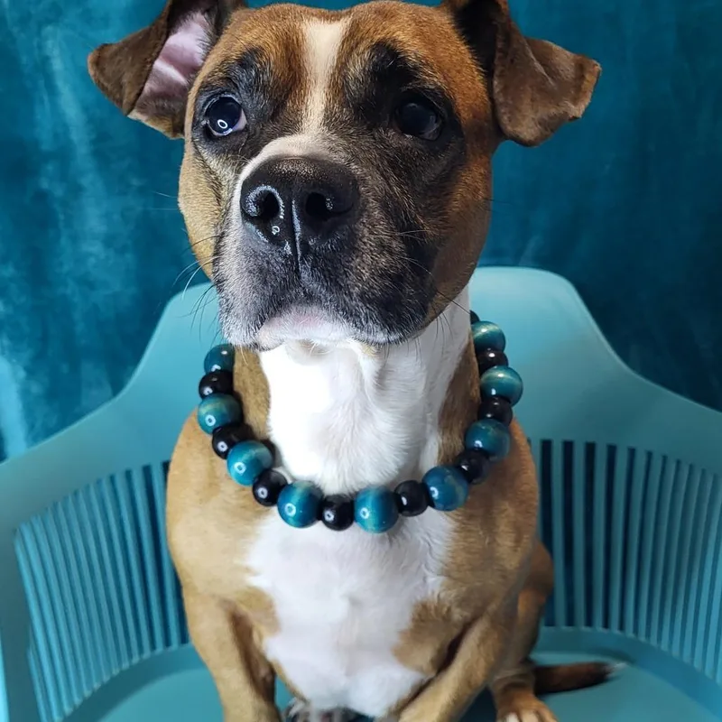 An adult medium-sized male Mixed Breed dog named Oggy for adoption in Winston Salem, NC