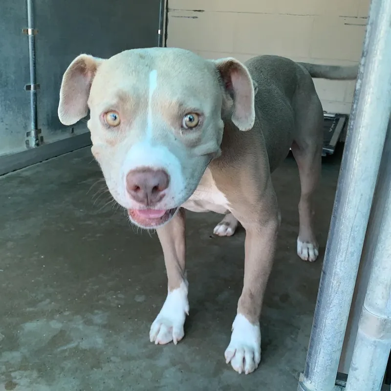 An adult medium-sized male Pit Bull Terrier dog named Fester Adams for adoption in Edinburg, TX
