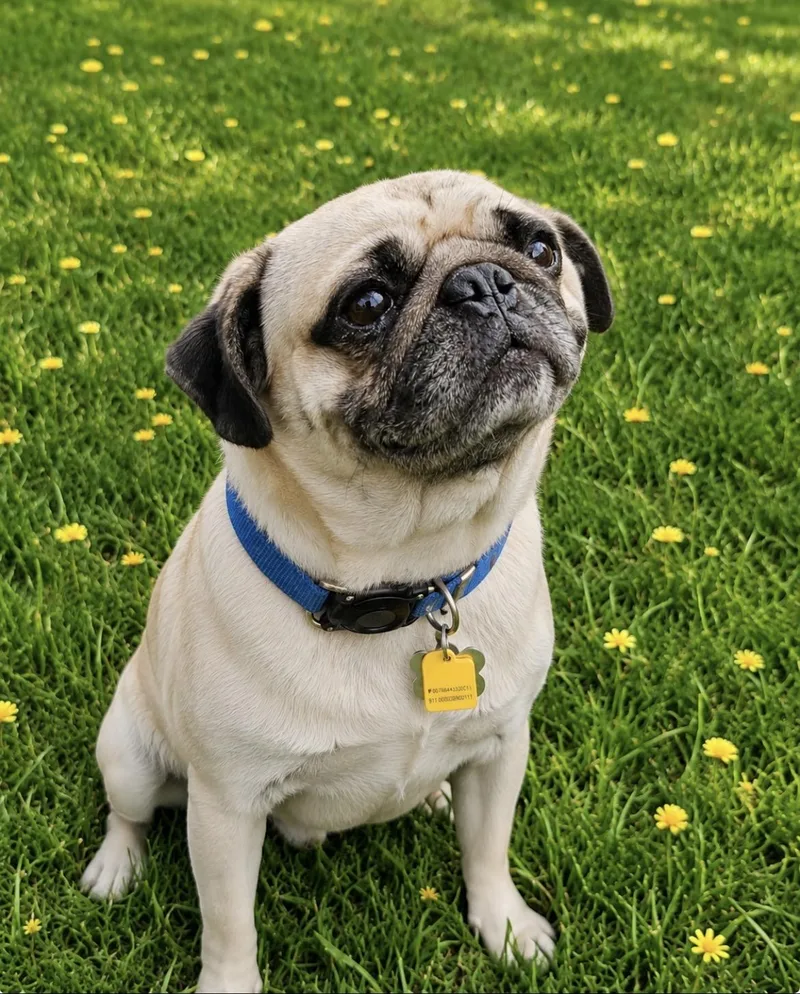 Milo the Pug