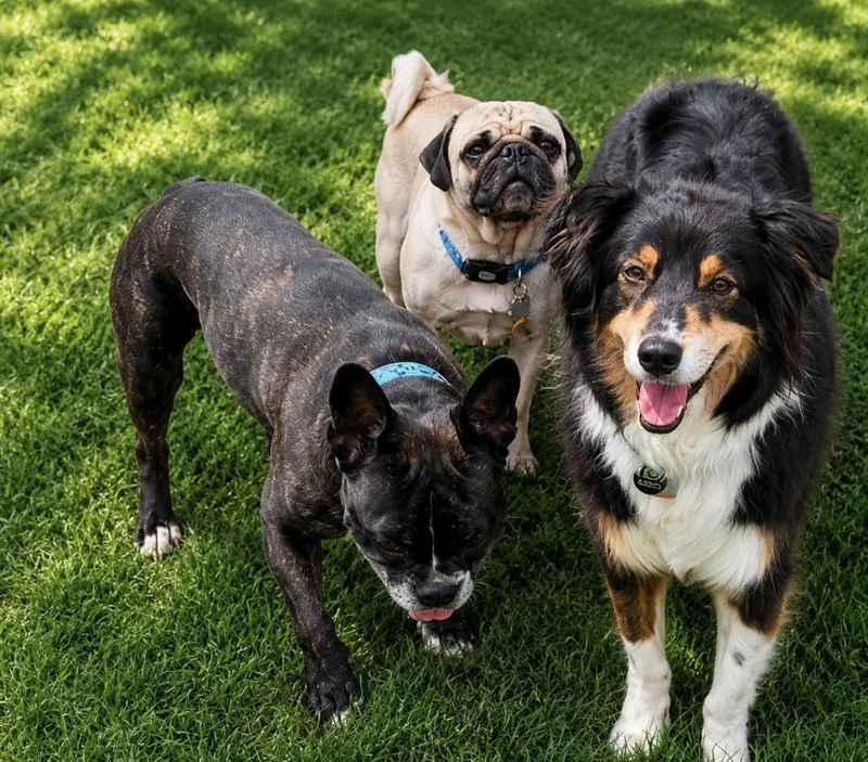Milo the Pug thumbnail 2
