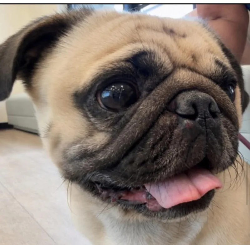 Milo the Pug thumbnail 3