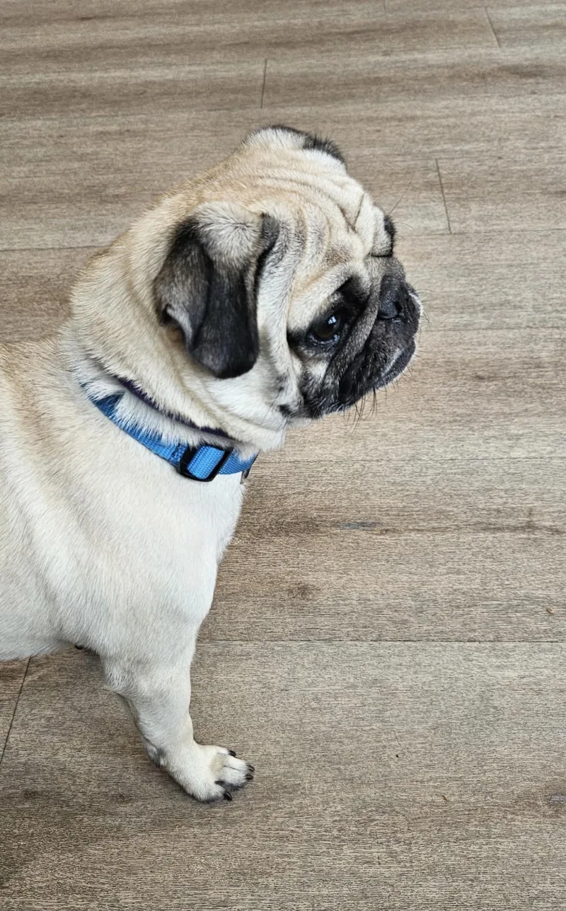 Milo the Pug thumbnail 4