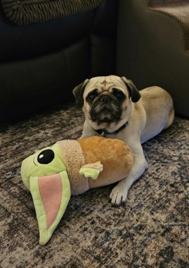 Milo the Pug thumbnail 5