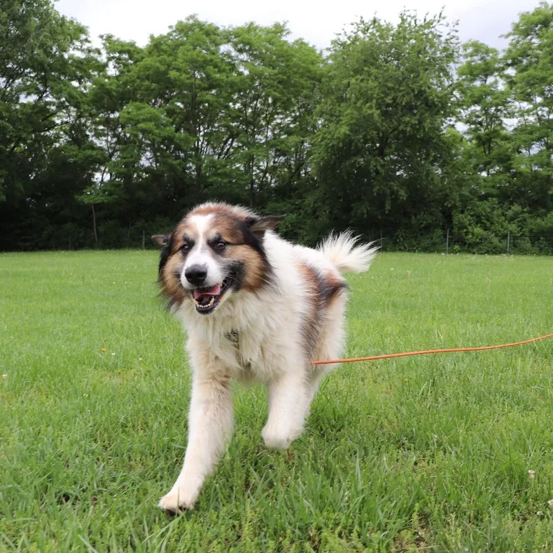 An adult large-sized male White / Cream Great Pyrenees dog named Bernard for adoption in Springfield, IL
