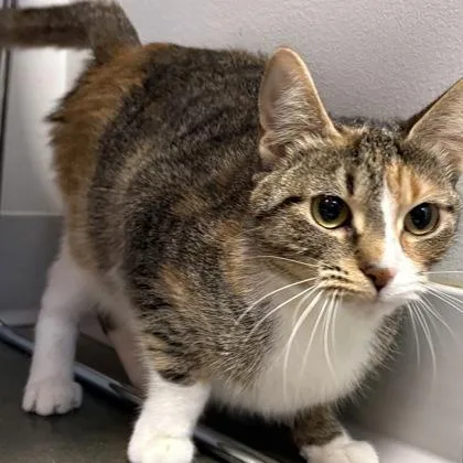 A young small-sized female Domestic Short Hair cat named Lemon for adoption in Janesville, WI