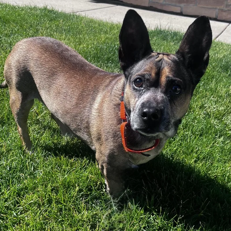 A senior medium-sized female Yellow / Tan / Blond / Fawn Corgi dog named Daphne for adoption in Woodstock, IL