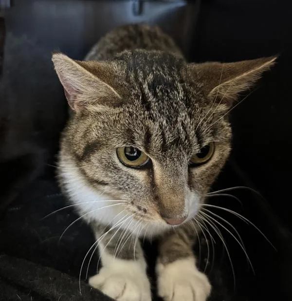 An adult medium-sized female Domestic Short Hair cat named Four Socks for adoption in Des Moines, IA