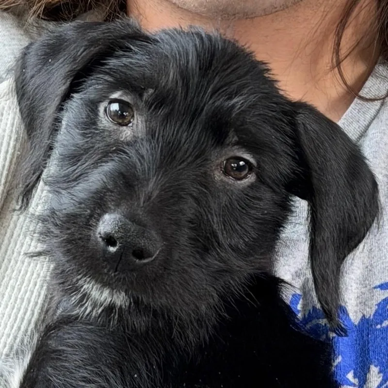 A baby small-sized male Black Schnauzer dog named Stefan for adoption in Belleville, IL