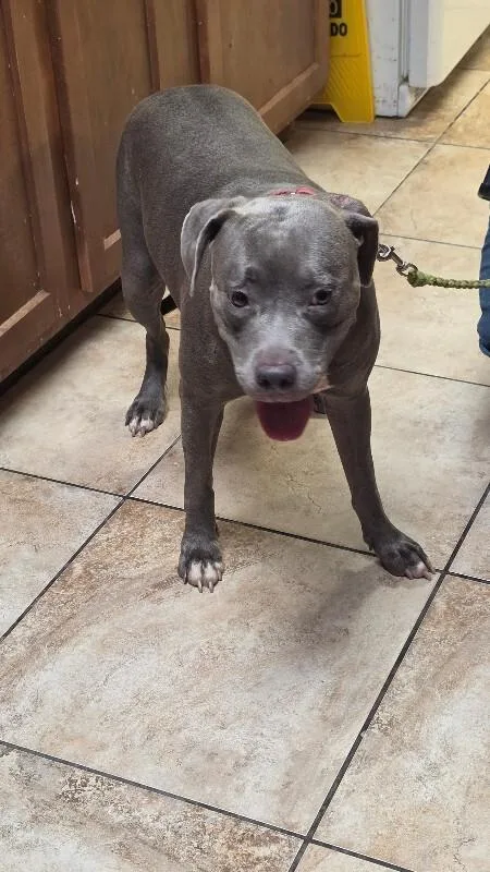 An adult large-sized female Gray / Blue / Silver Mixed Breed dog named Penelope for adoption in Cincinnati, OH