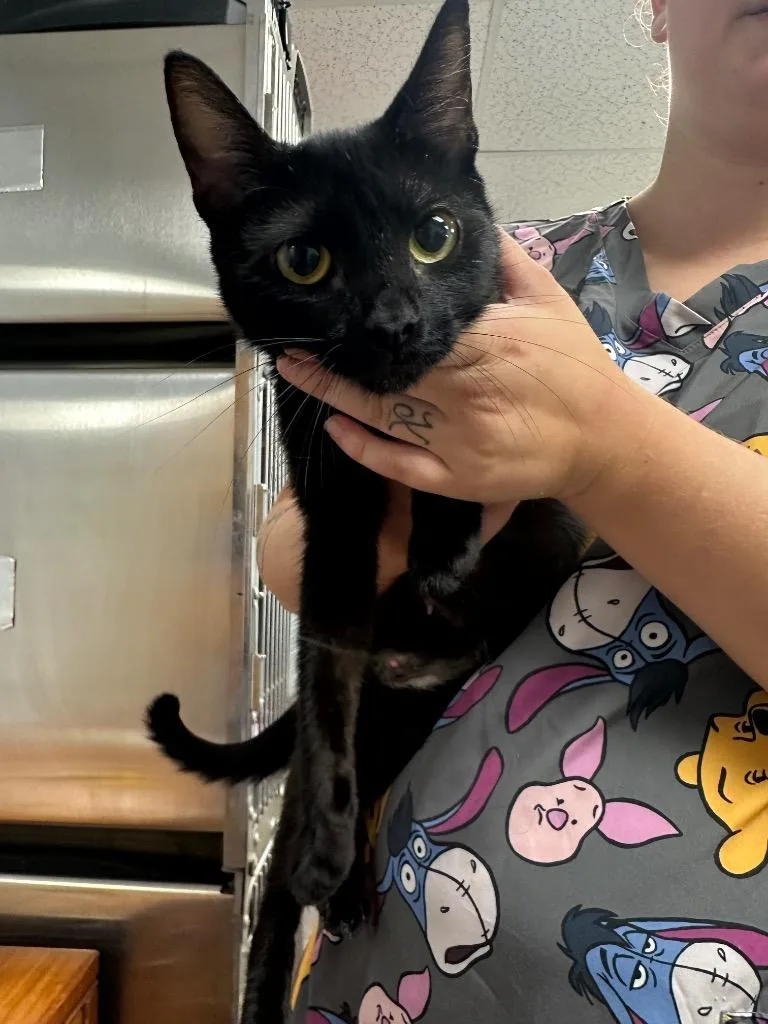 A young small-sized female Domestic Short Hair cat named Opal for adoption in Lavonia, GA