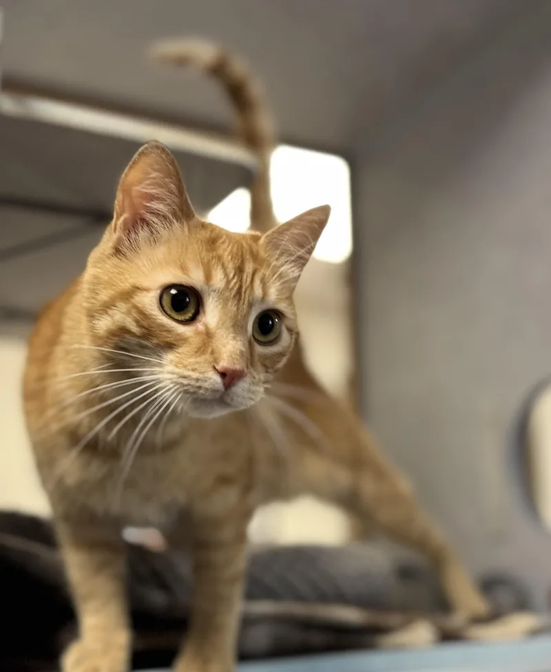 An adult medium-sized male Tabby (Orange / Red) Domestic Short Hair cat named Christopher for adoption in Eagle, CO