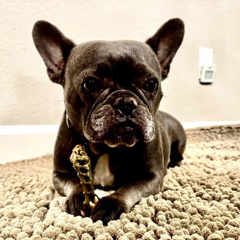 Lulu