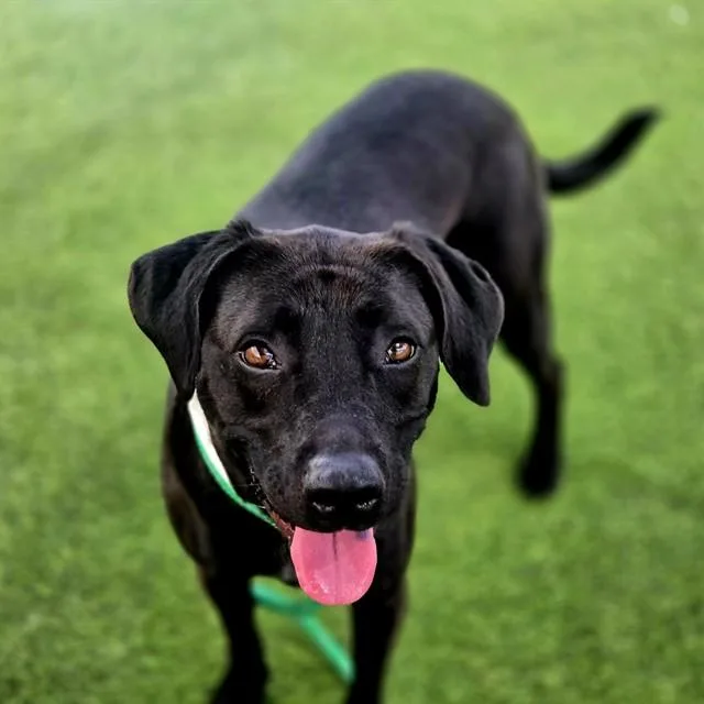 An adult large-sized female Pit Bull Terrier dog named Fig for adoption in Phoenix, AZ