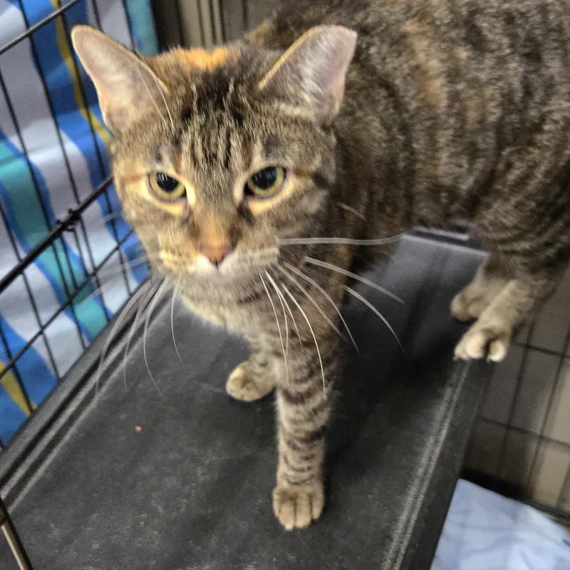 A young medium-sized male Tabby (Brown / Chocolate) Domestic Short Hair cat named Wendy for adoption in Mokena, IL