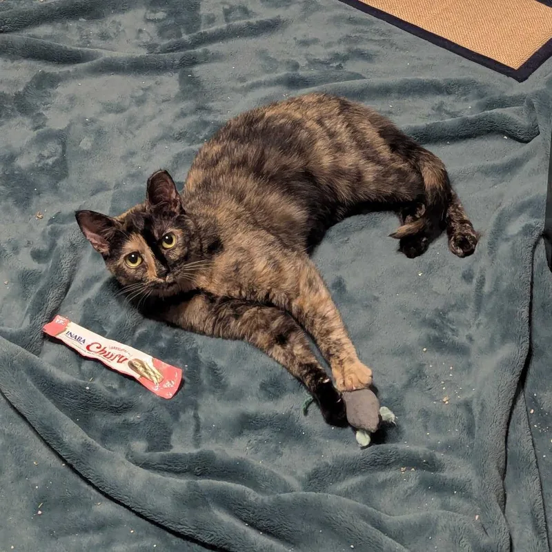 A young small-sized female Tortoiseshell Domestic Short Hair cat named Camel Crush for adoption in PITTSBURGH, PA
