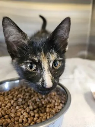 A baby small-sized female Domestic Short Hair cat named Georgia for adoption in Independence, MO