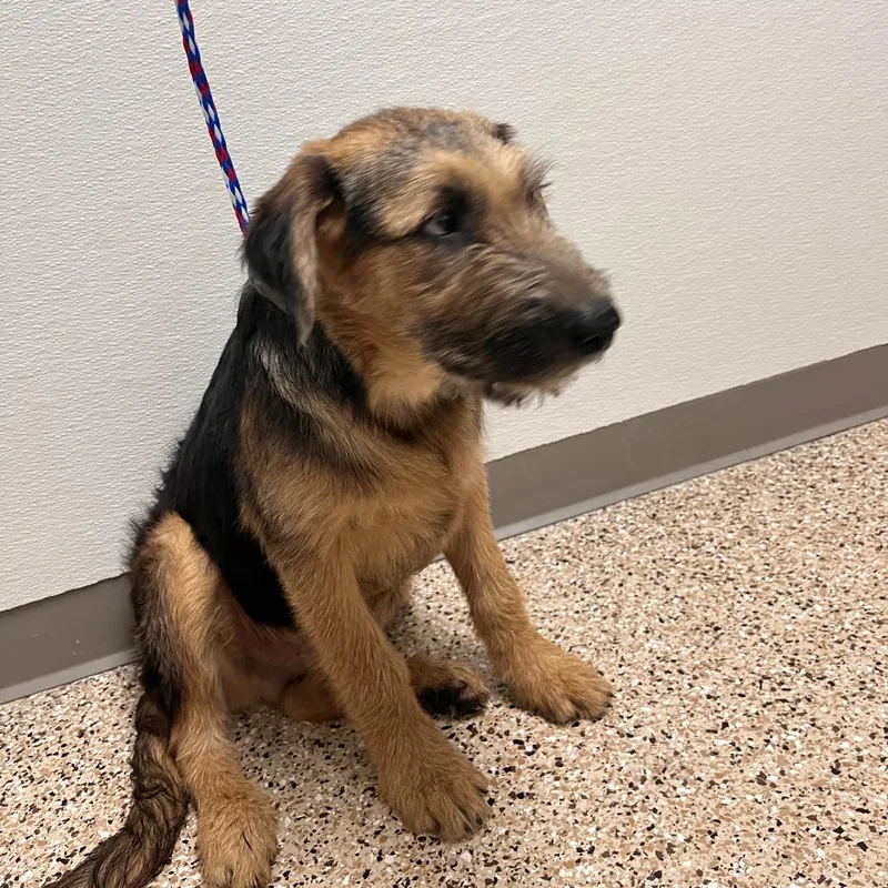 A young medium-sized male Brown / Chocolate Airedale Terrier dog named Montgomery for adoption in Bullhead City, AZ