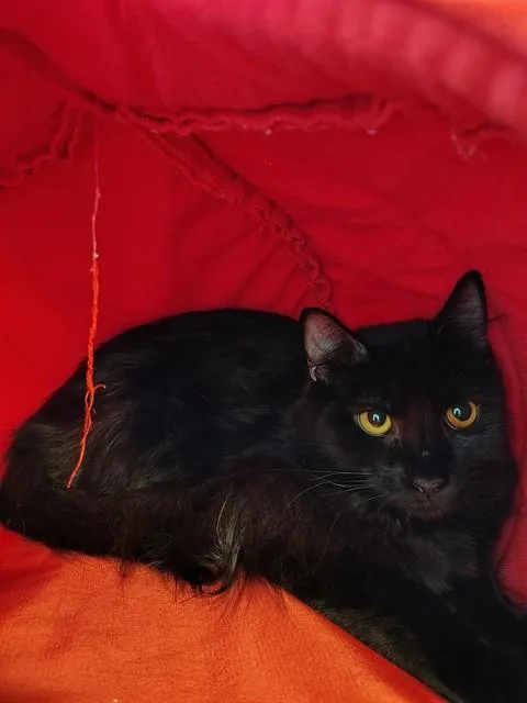 A young small-sized female Domestic Long Hair cat named Fire for adoption in Leesburg, VA