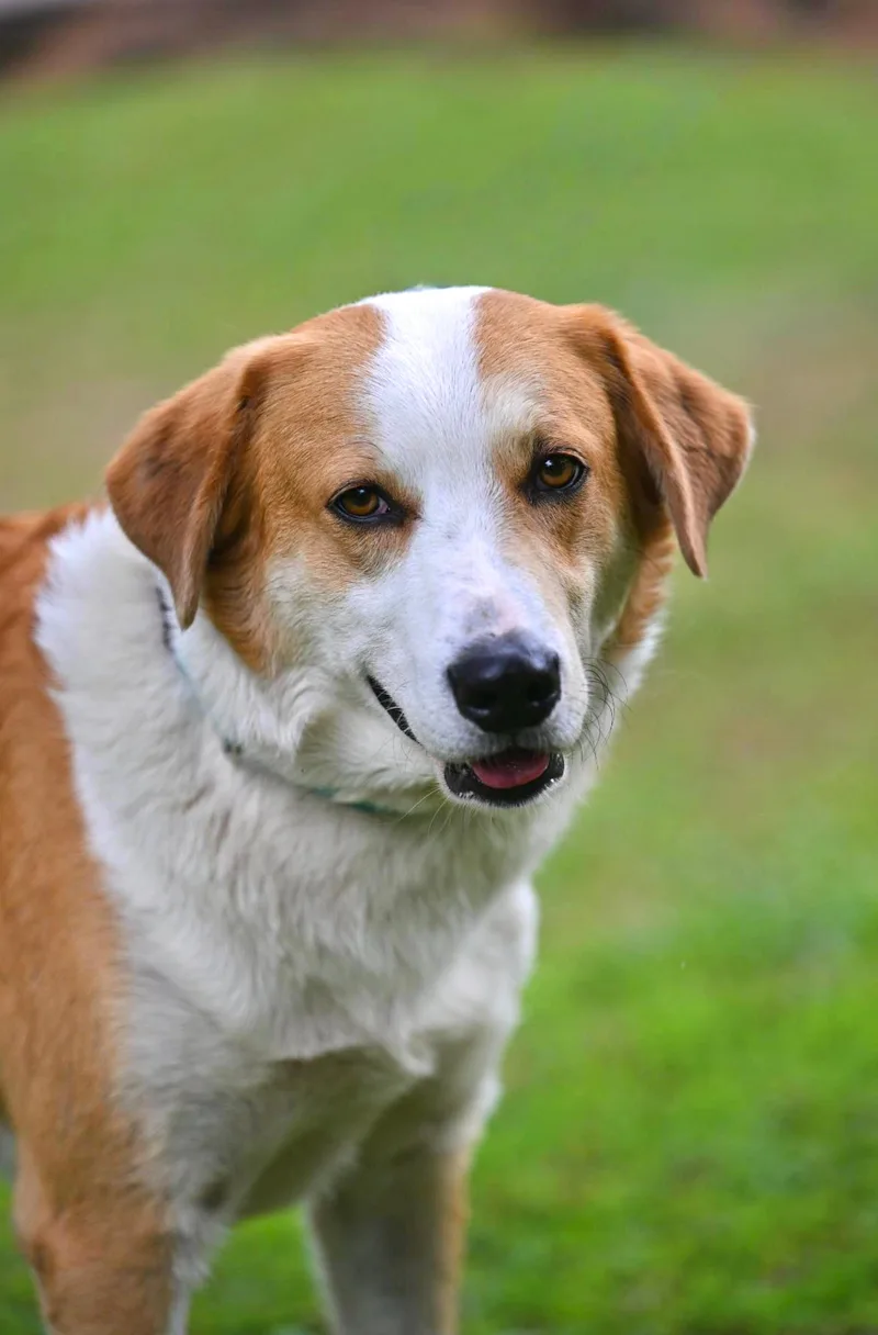 A young medium-sized male Apricot / Beige Border Collie dog named Miles Perfect Boy for adoption in Falmouth, ME