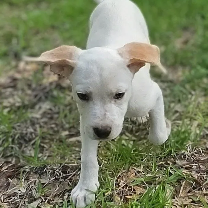 A baby medium-sized female Yellow / Tan / Blond / Fawn Labrador Retriever dog named Emma for adoption in Cleveland, TX