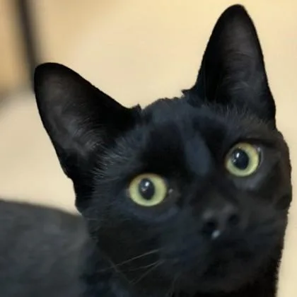 A baby medium-sized male Domestic Short Hair cat named Smoke for adoption in Pleasanton, CA