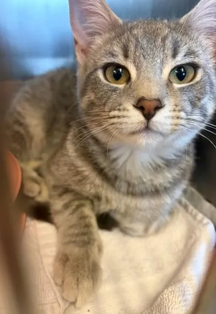A baby small-sized female Domestic Short Hair cat named Jam for adoption in Baraboo, WI