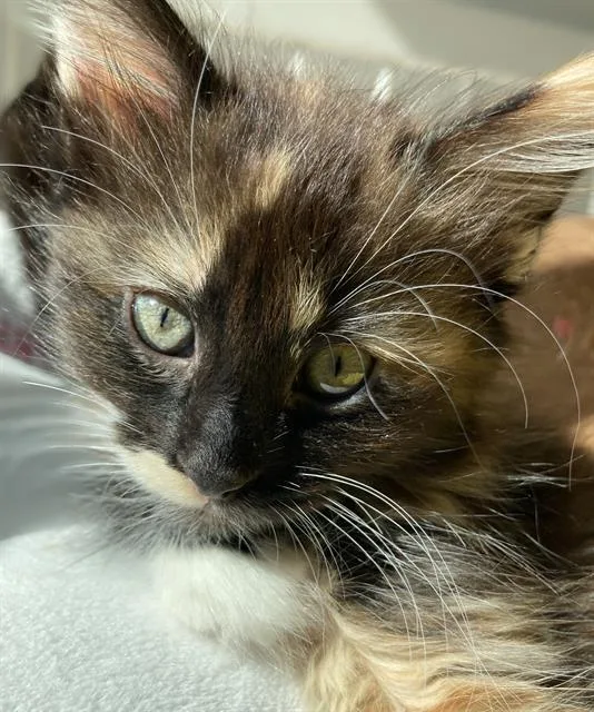 A baby small-sized female Domestic Short Hair cat named Daisy for adoption in Sacramento, CA