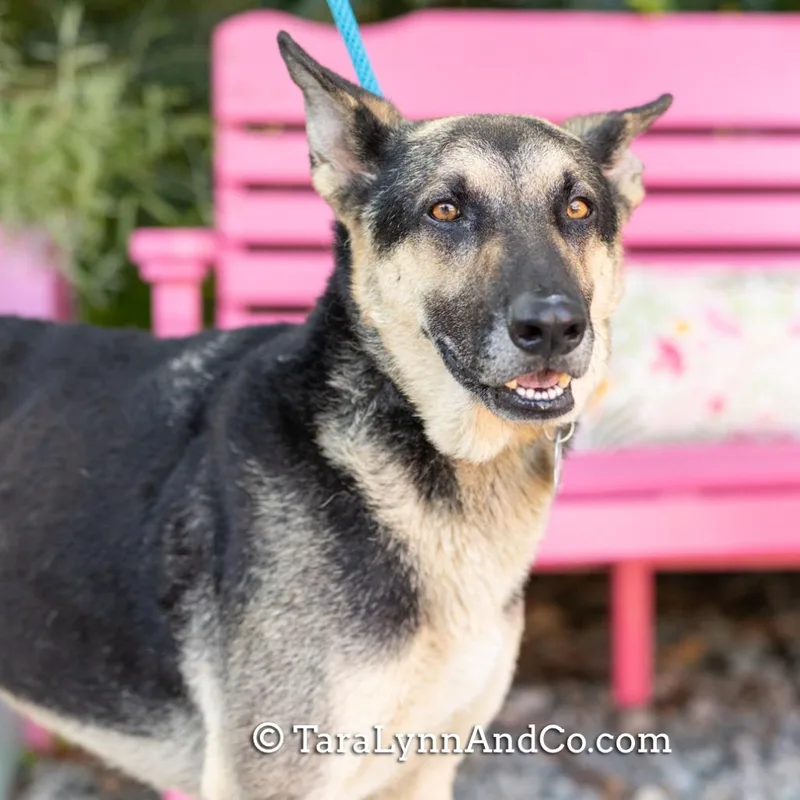 A senior large-sized male Black German Shepherd Dog dog named Falcor for adoption in Wake Forest, NC
