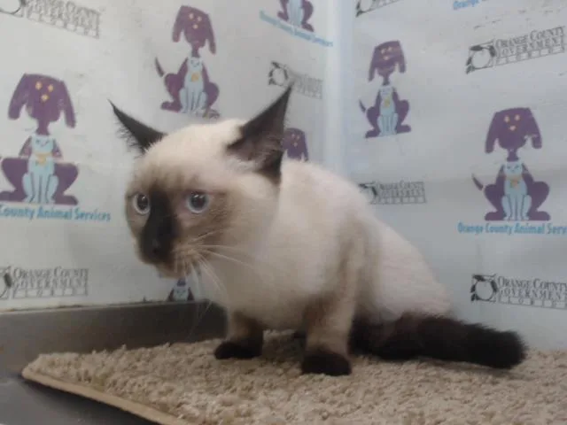 A baby small-sized female Siamese cat named Apple for adoption in Orlando, FL
