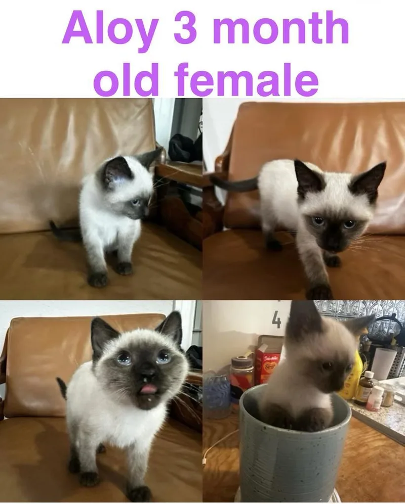 A baby small-sized female Siamese cat named Aloy for adoption in Mustang, OK