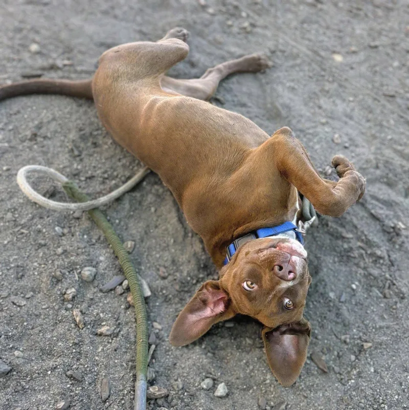 A baby medium-sized female Mixed Breed dog named Horchata for adoption in Oakland, CA