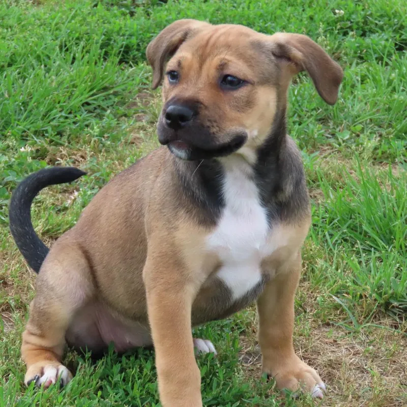 A baby small-sized female Brown / Chocolate Pit Bull Terrier dog named Fettuccini for adoption in Jackson, MO