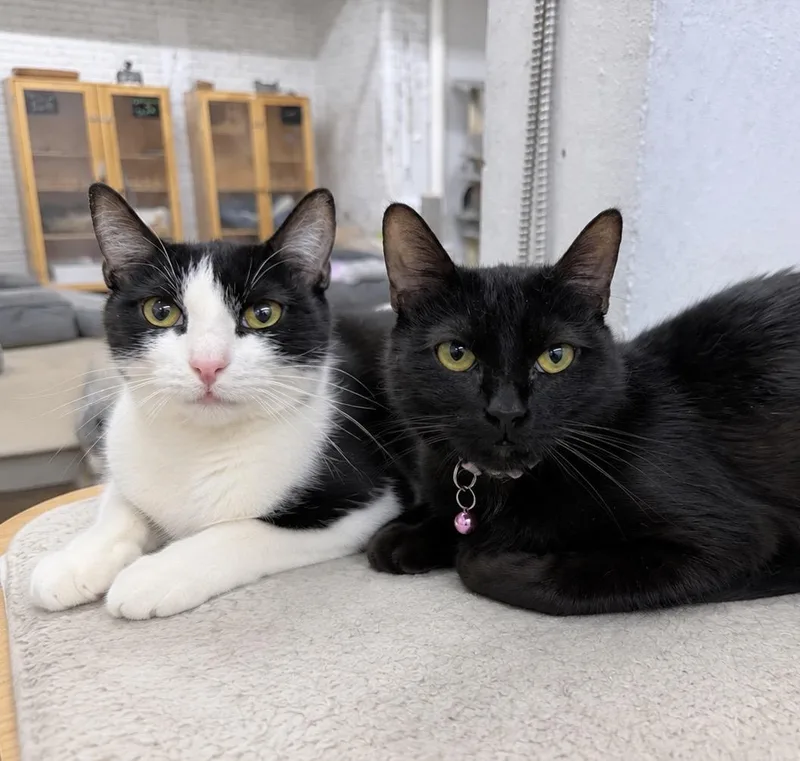 A young medium-sized female Black American Shorthair cat named Blossom And Rosalie for adoption in Philadelphia, PA