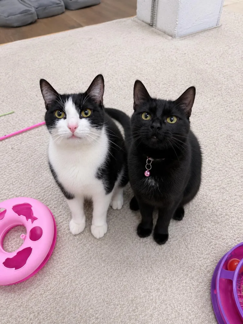 Blossom And Rosalie thumbnail 2