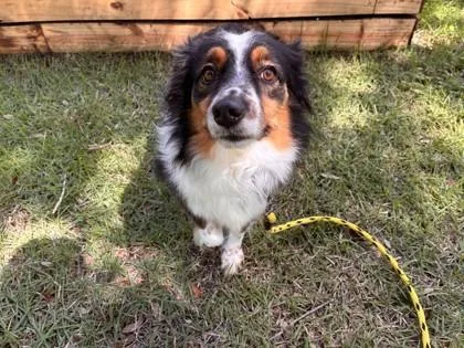 An adult medium-sized female Mixed Breed dog named Panda for adoption in Vero Beach, FL