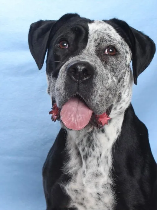 A young large-sized female Pit Bull Terrier dog named Lacey for adoption in Burbank, CA